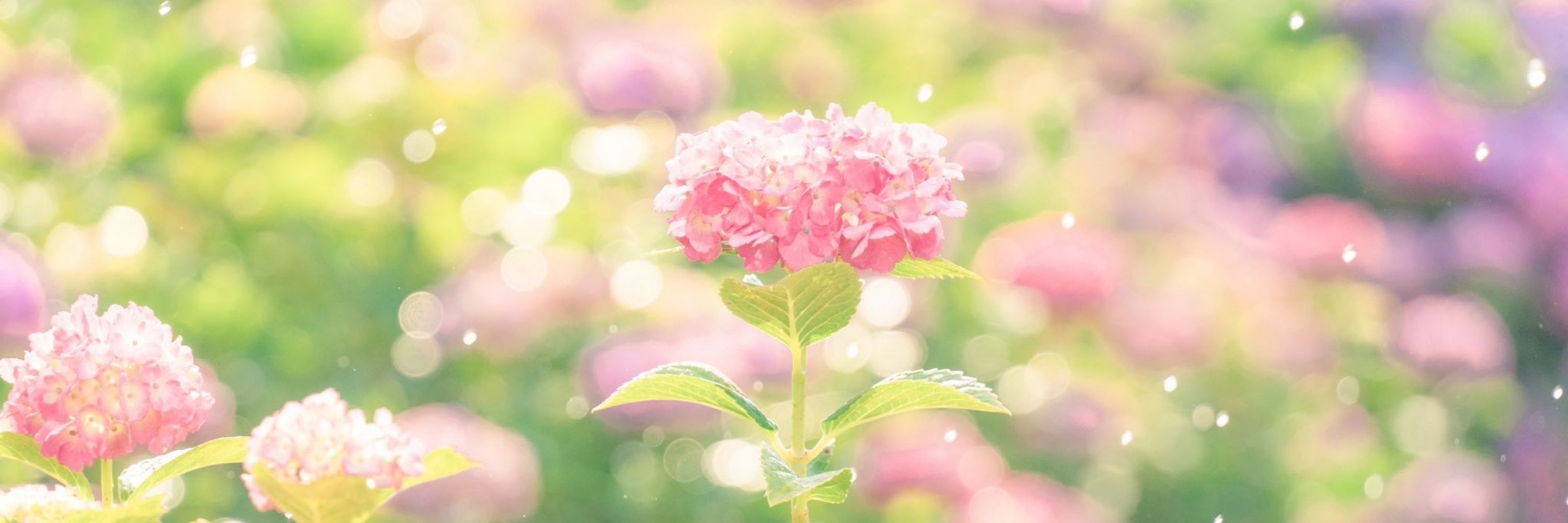 Hydrangea