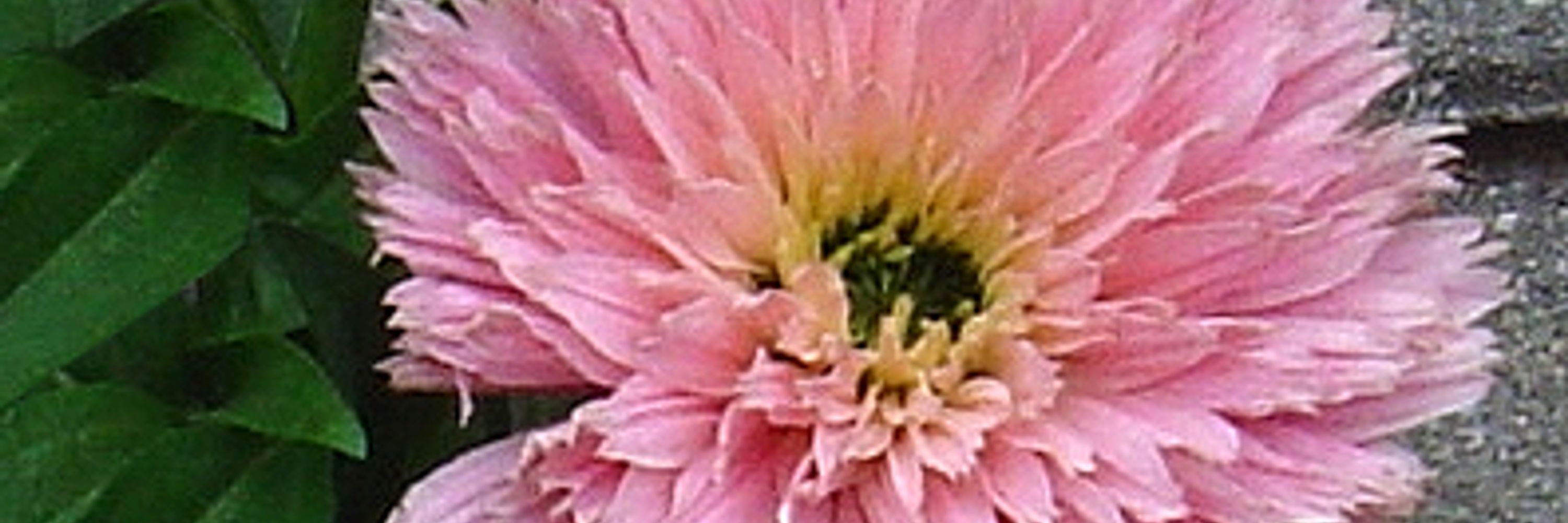 Tuinster 