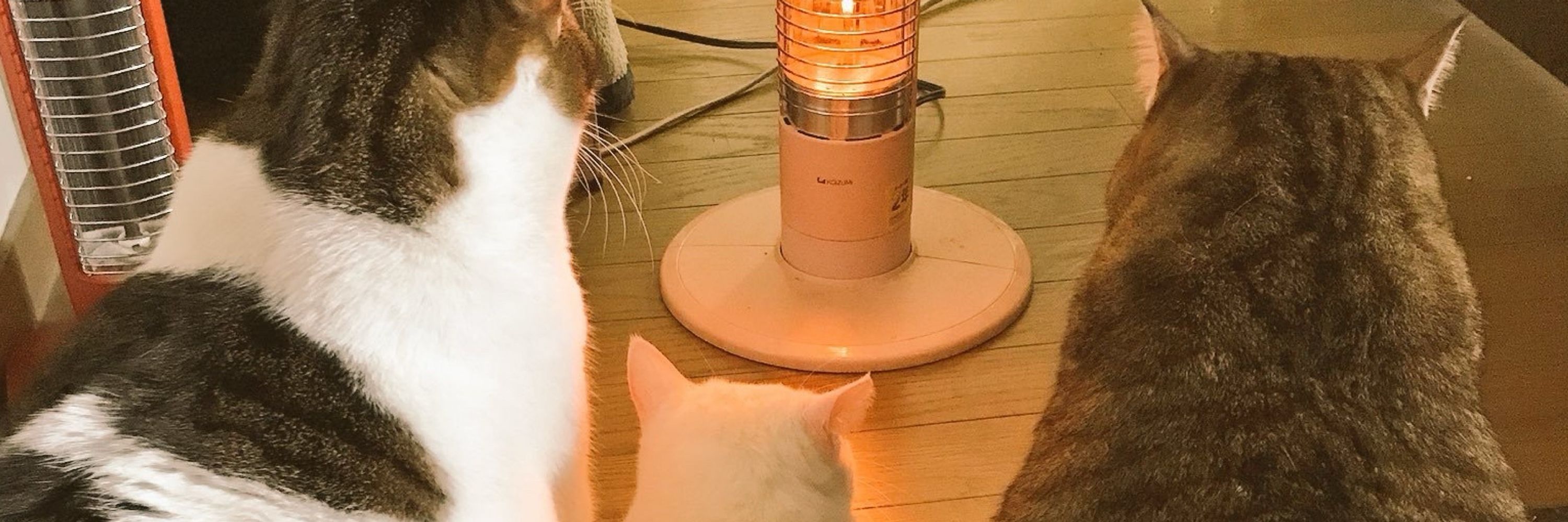 ゆーす
