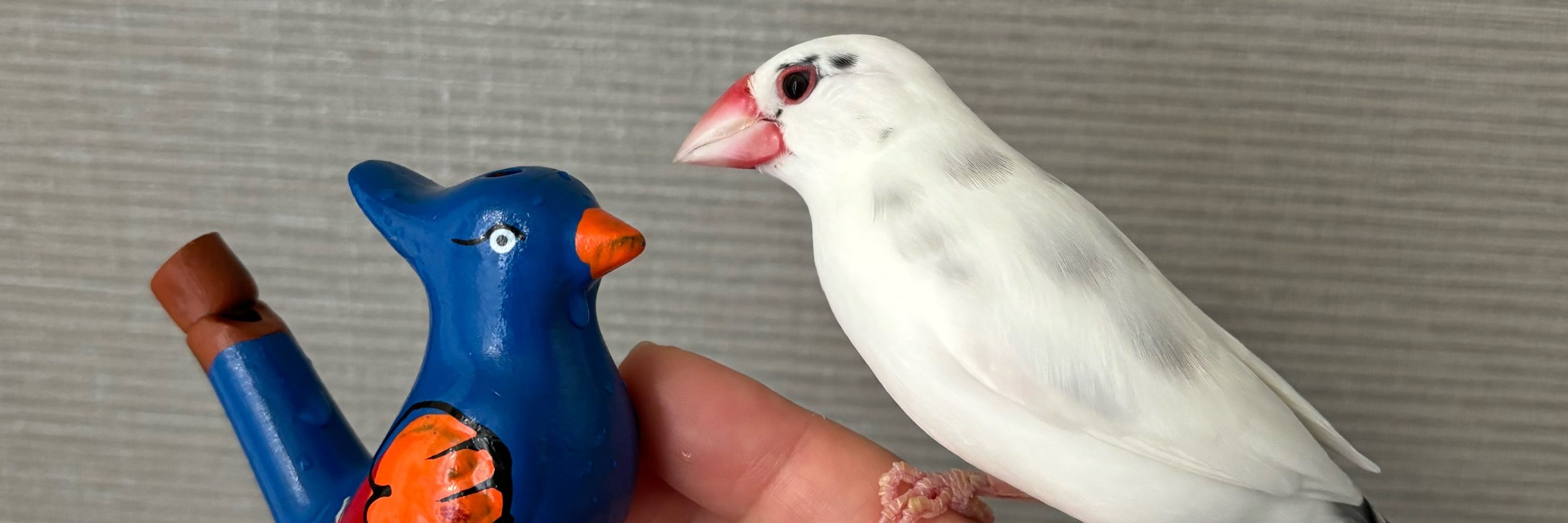シモダアサミ