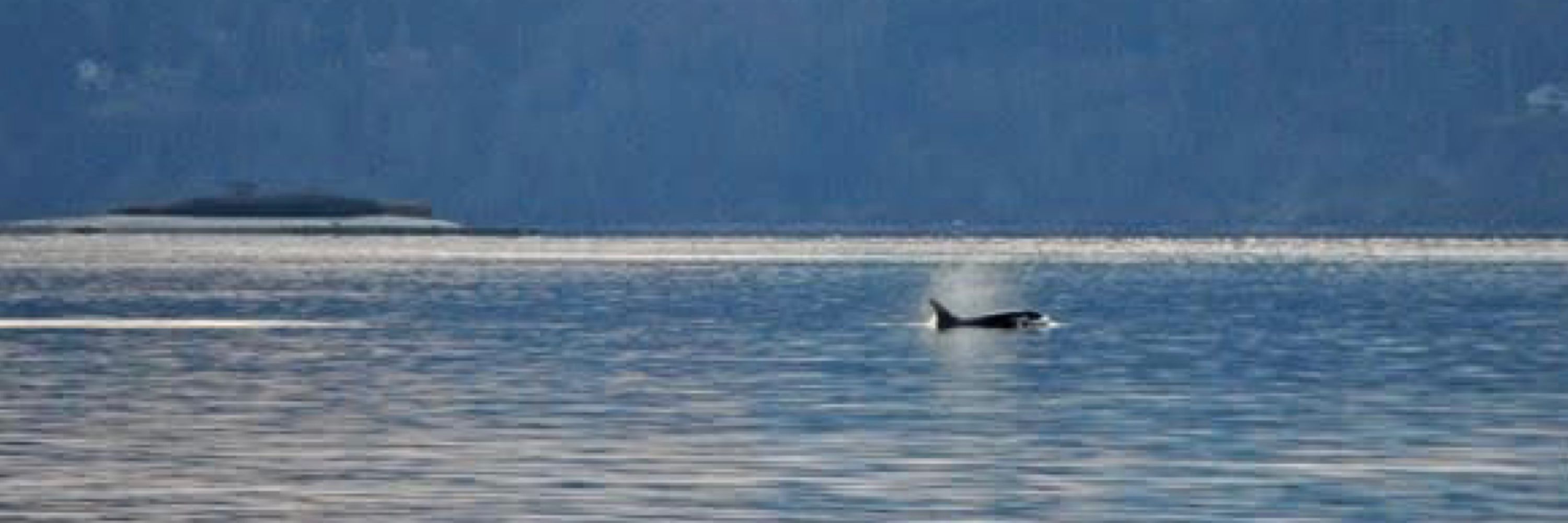 Puget Sound Whale Sightings