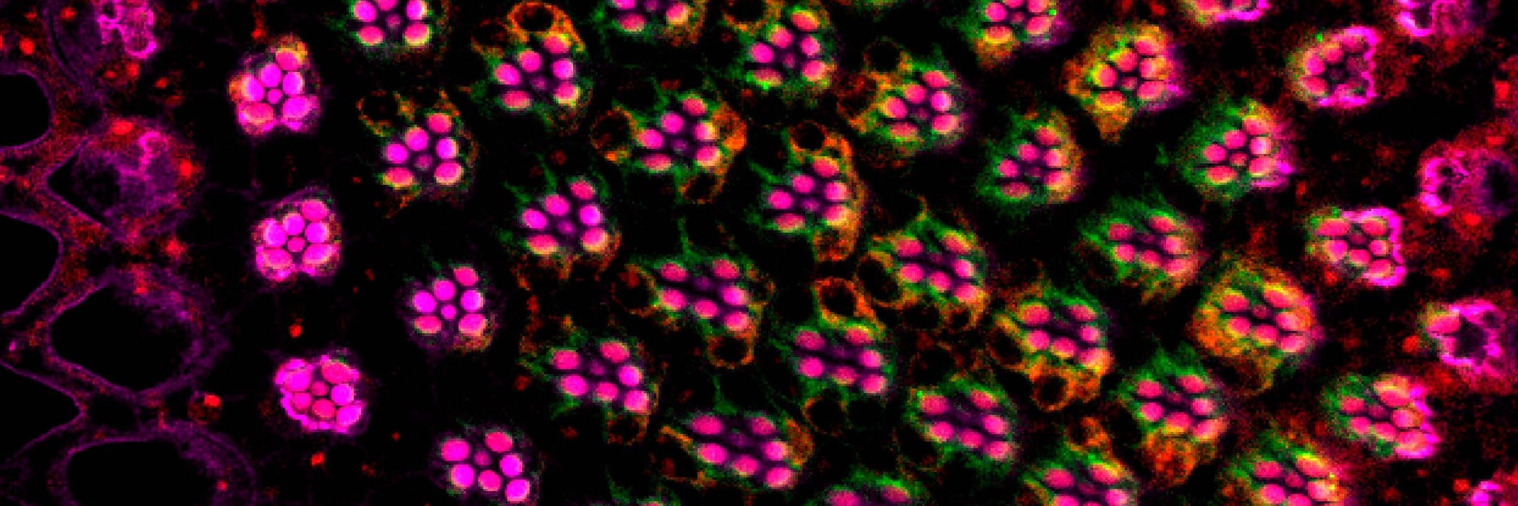 Journal of Cell Biology
