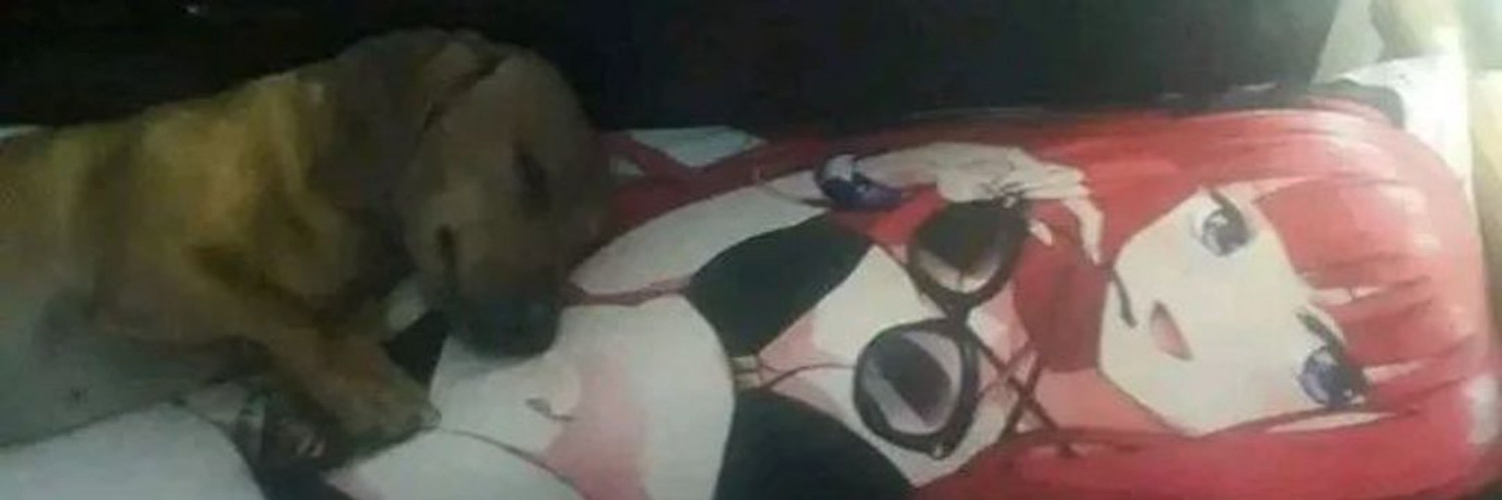 Doguinho Do Link
