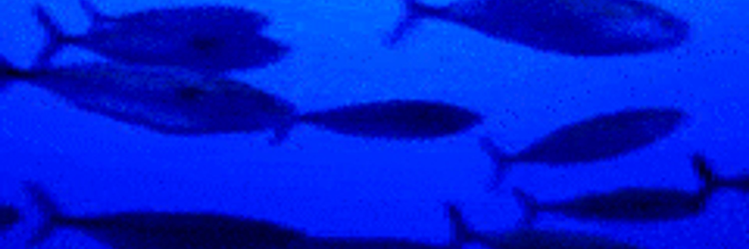 saury