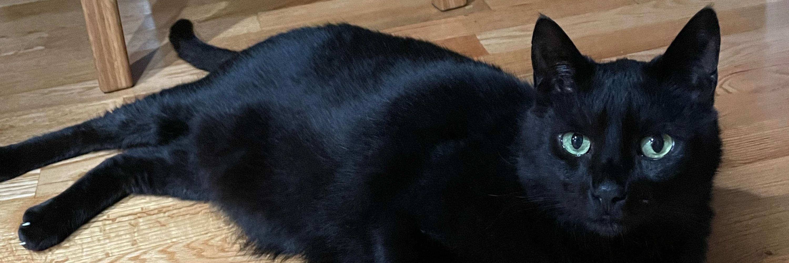 Lucipurr the Darkness