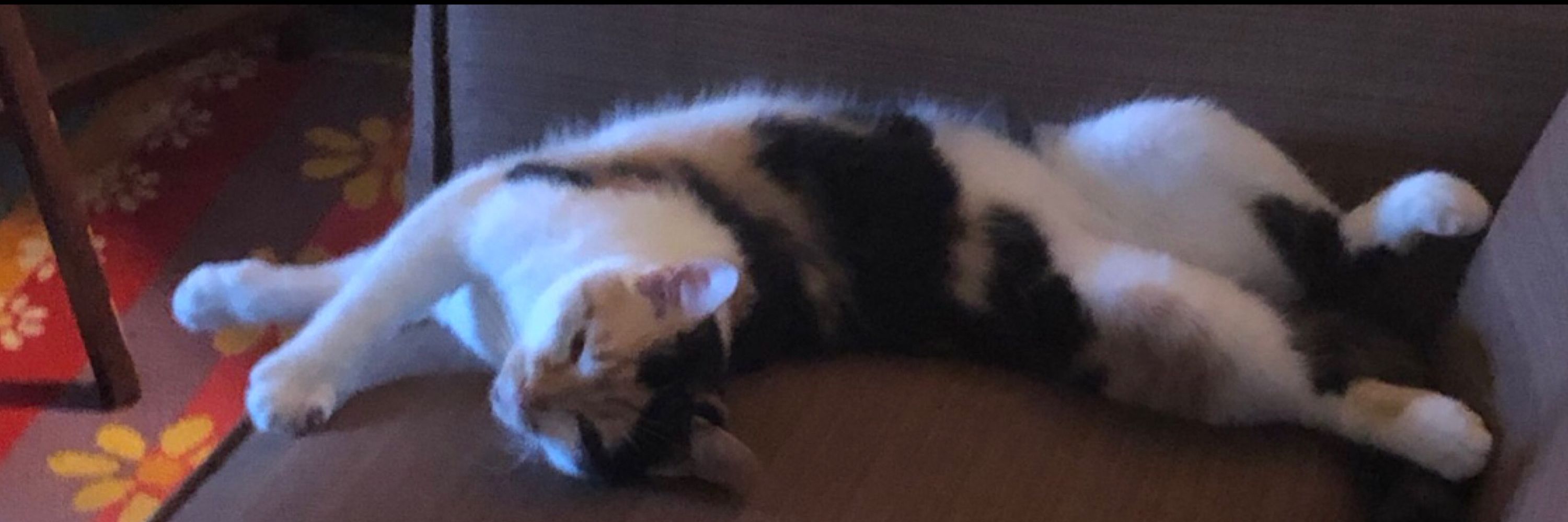 Woke Fatti