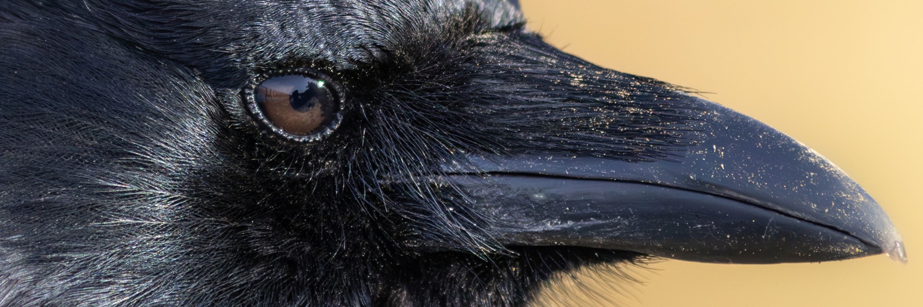 The Crow Guy 
