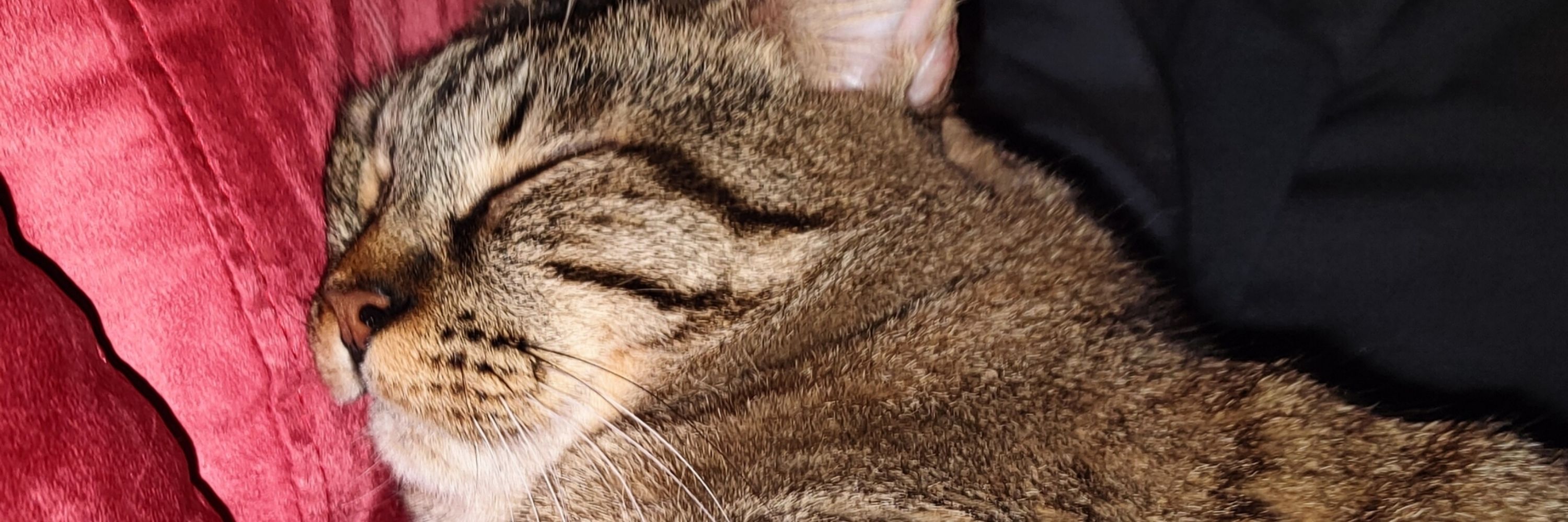 Childless Cat Lady