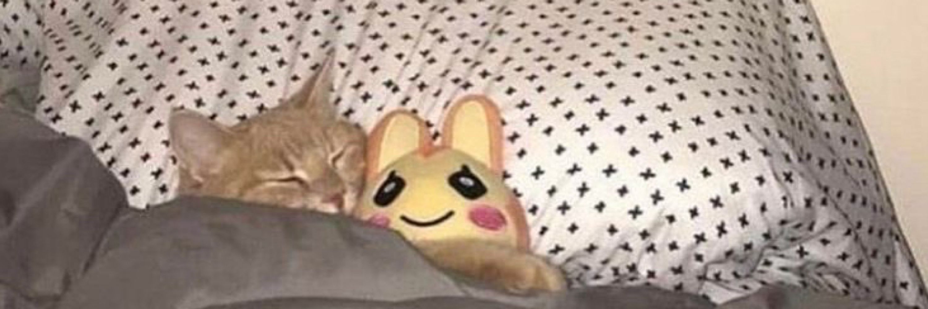 ✿ momo ✿
