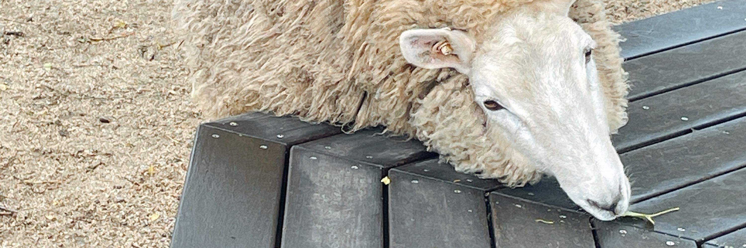 かめのこ🐑