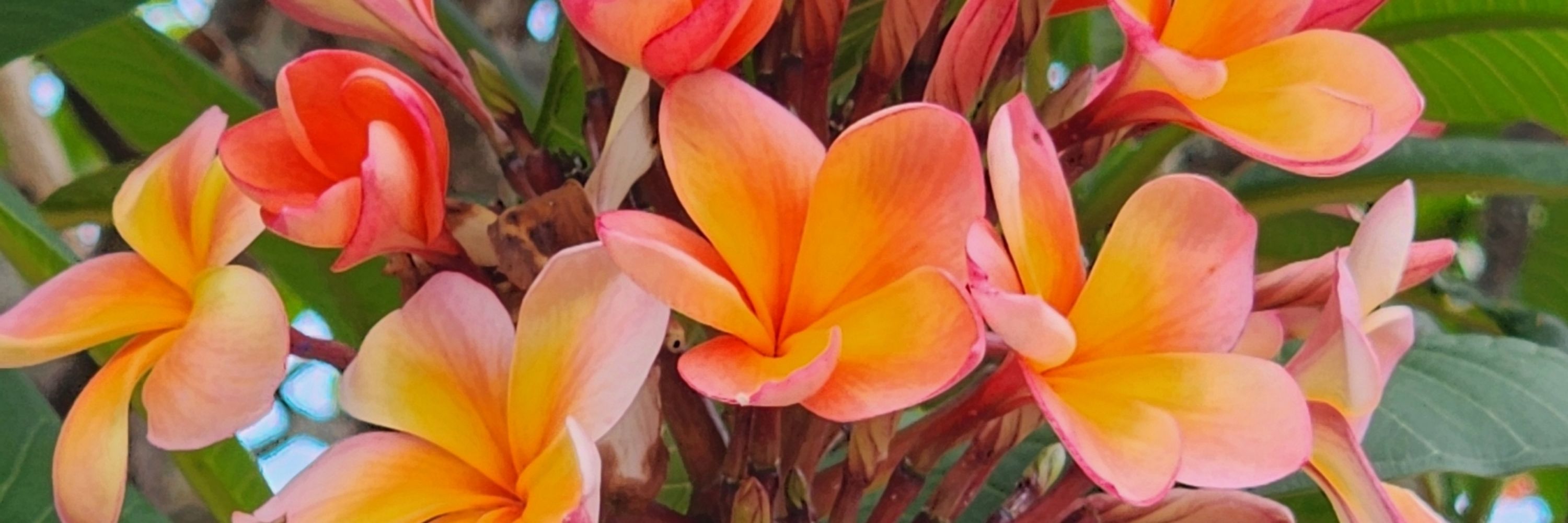Paul Plant Horticulture