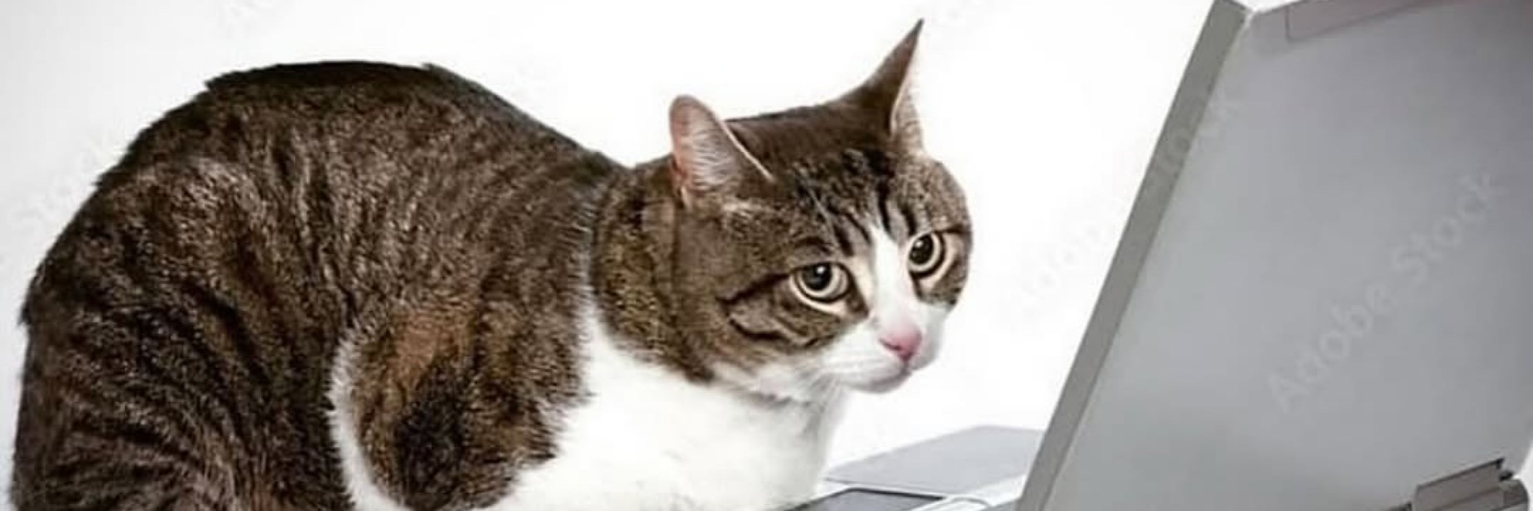 ms