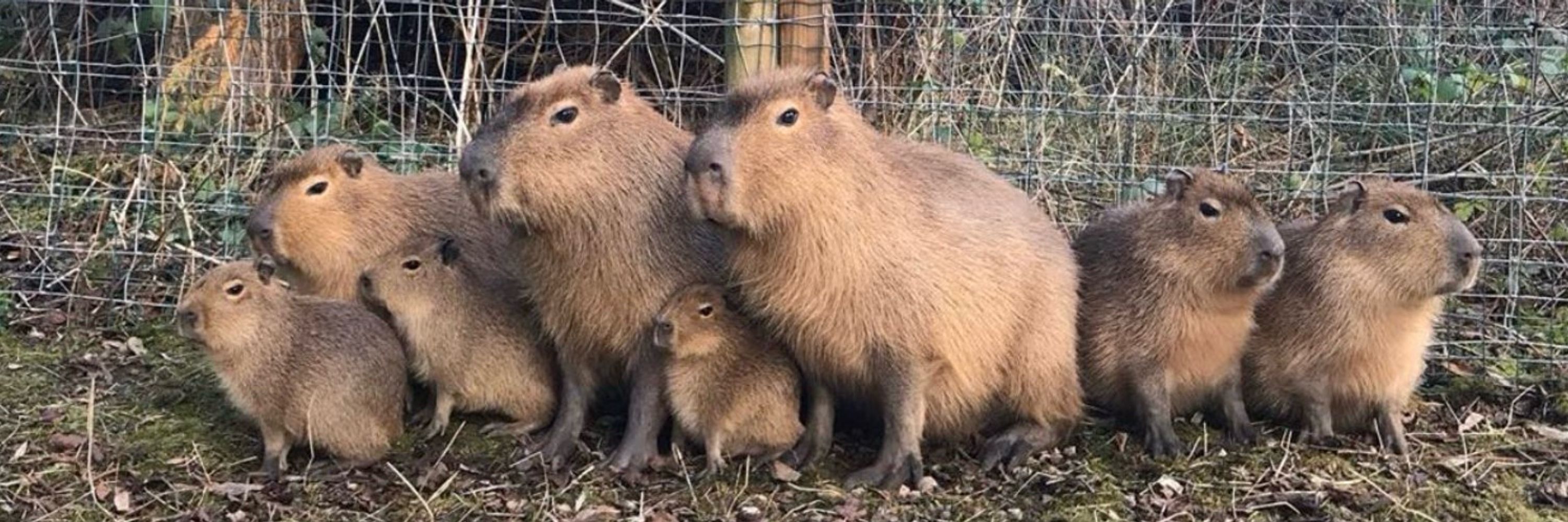 Capybaras