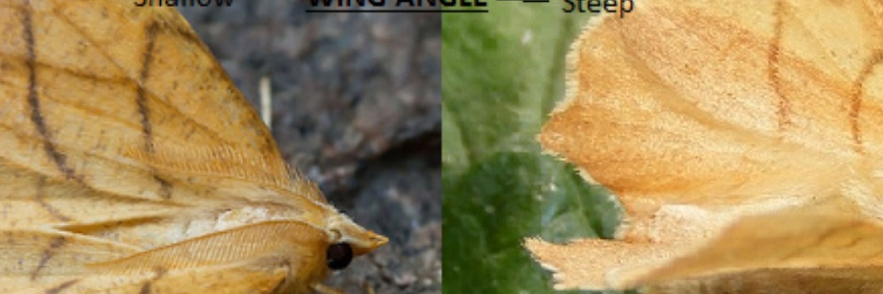 Moth Identification UK