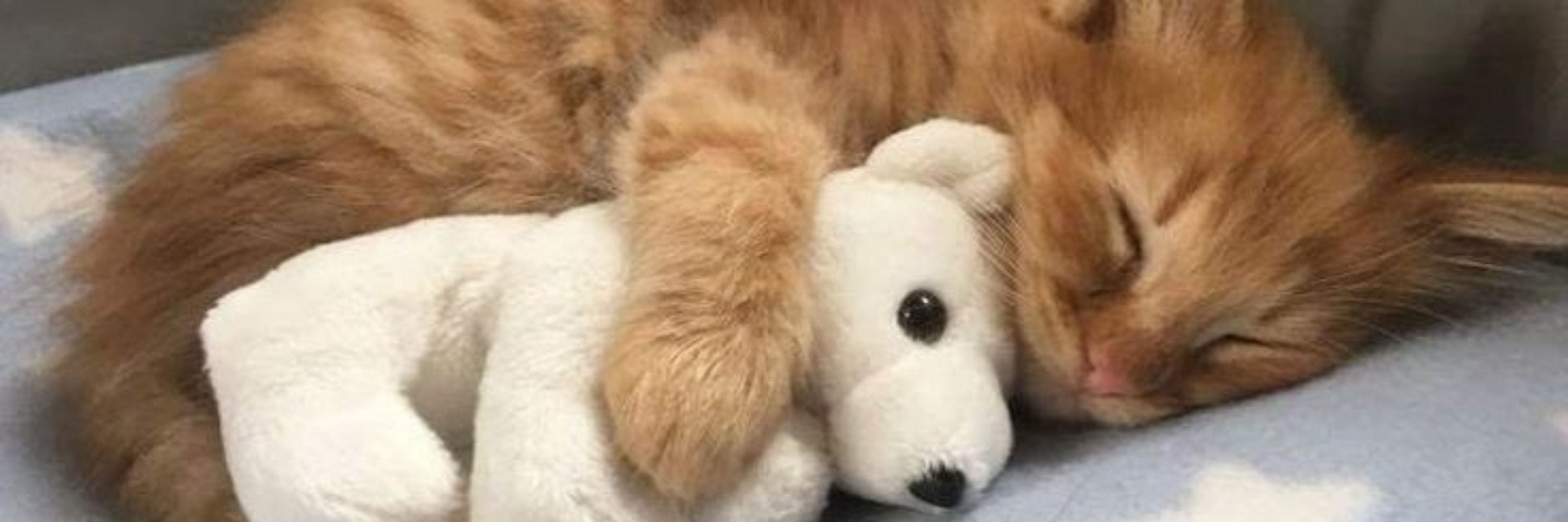 Squish