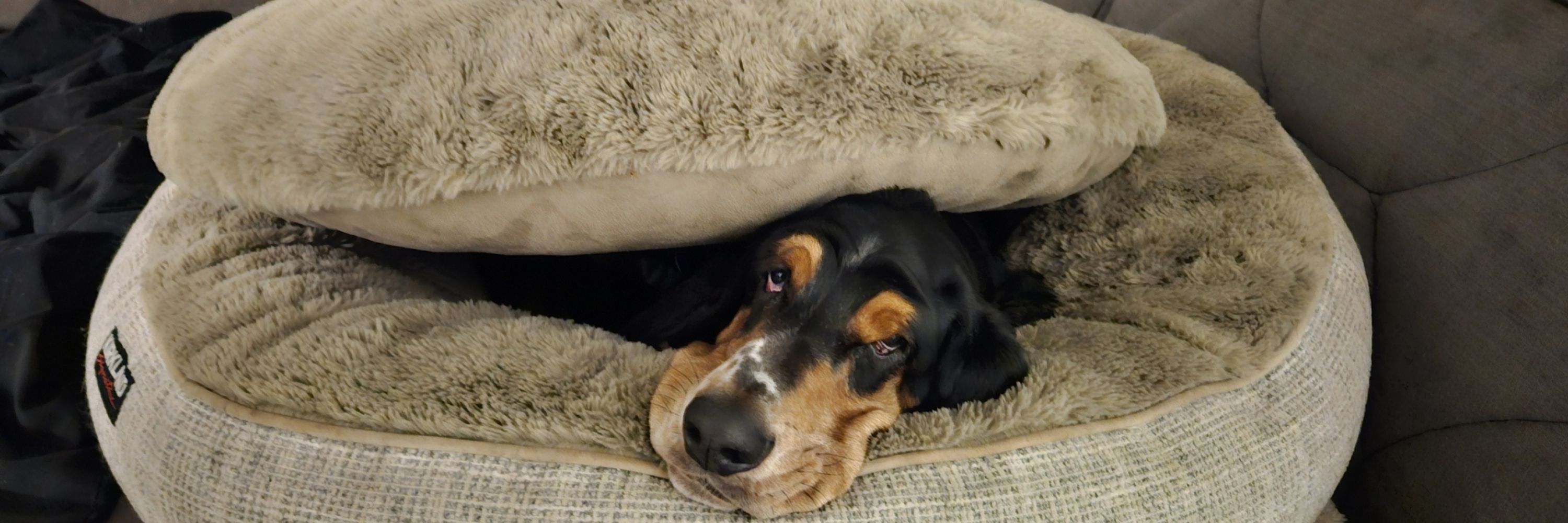 Benito THE Basset Hound