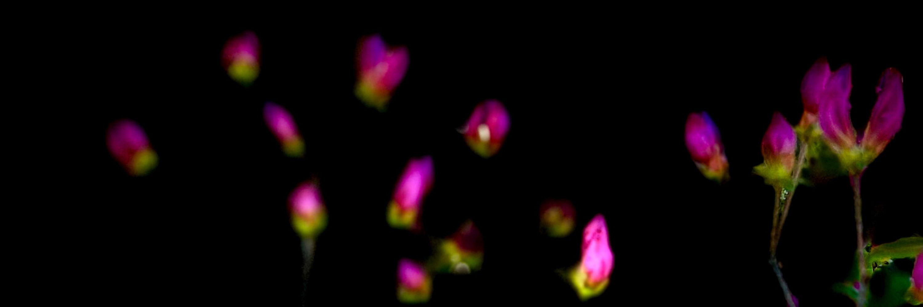 Pixels&AlchemyPhotography