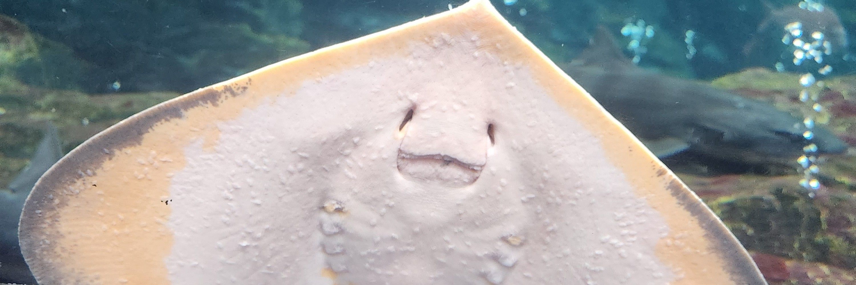 あいだ