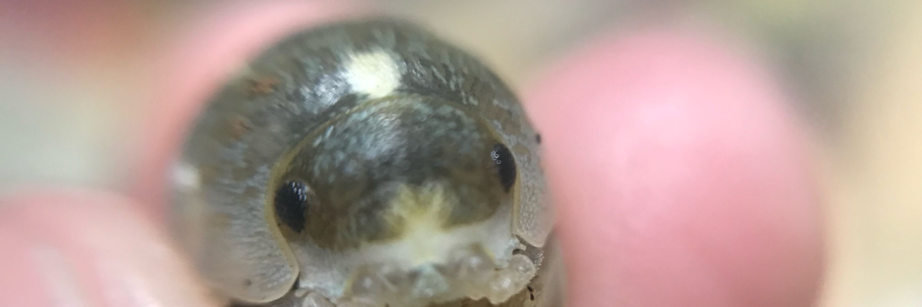 はかいし
