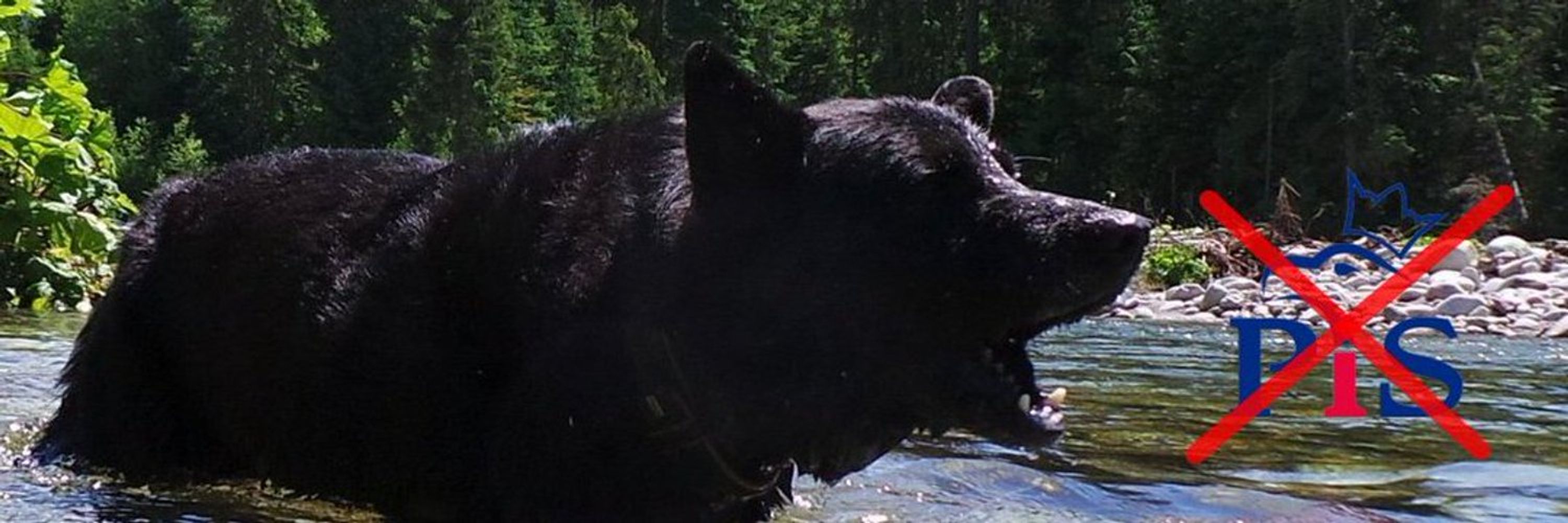 Teddii