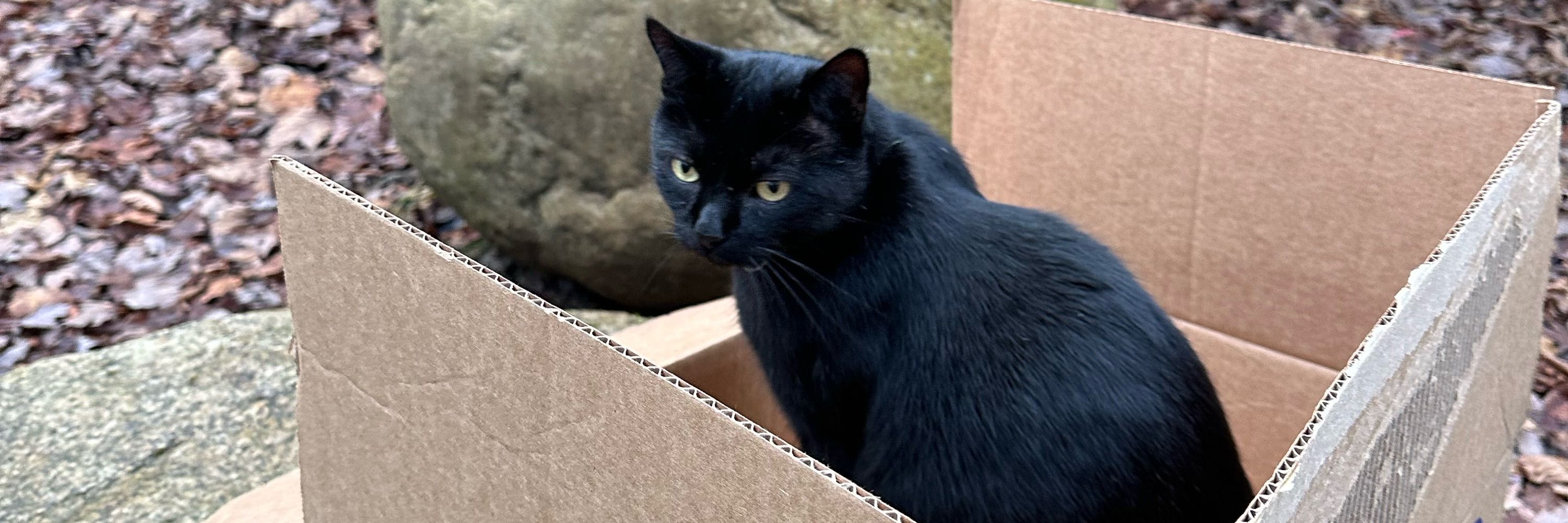 sadly catless
