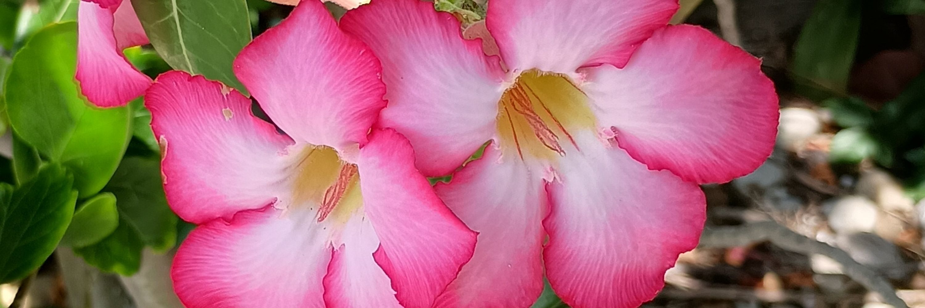 Lynne Baybee