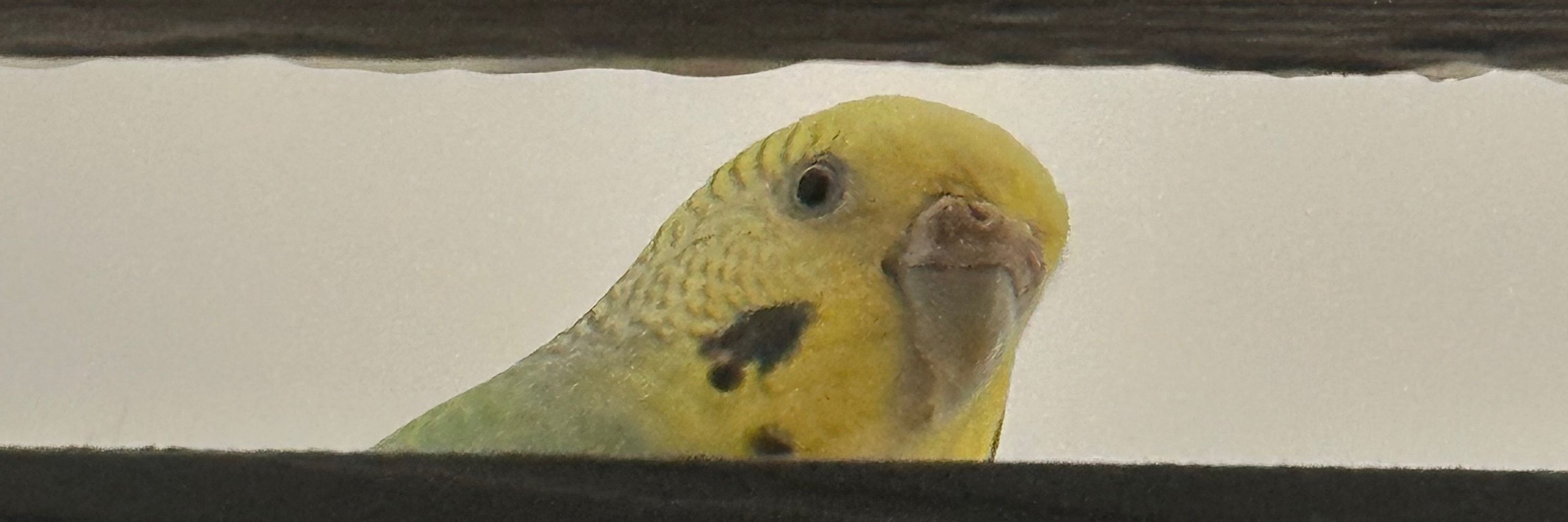Dekkel 