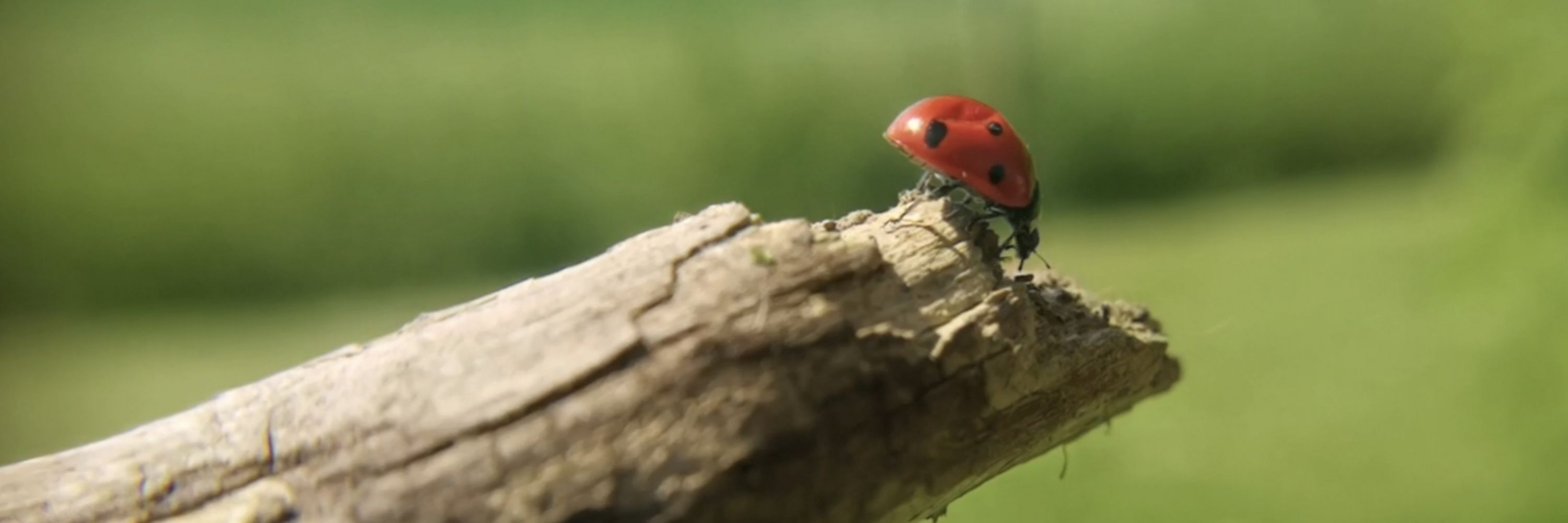 SlowMo Microverse