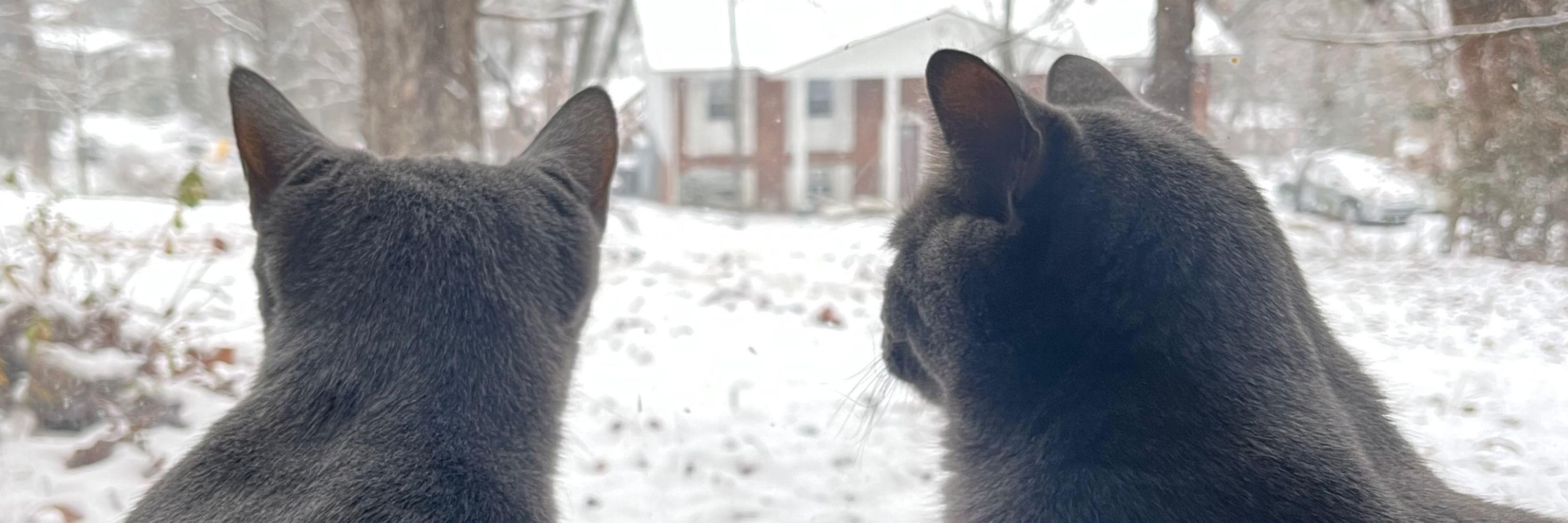 Ghost and Wilfred