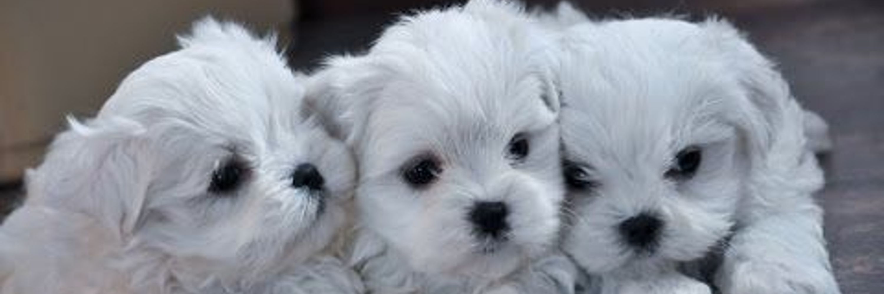 Bichón Maltés