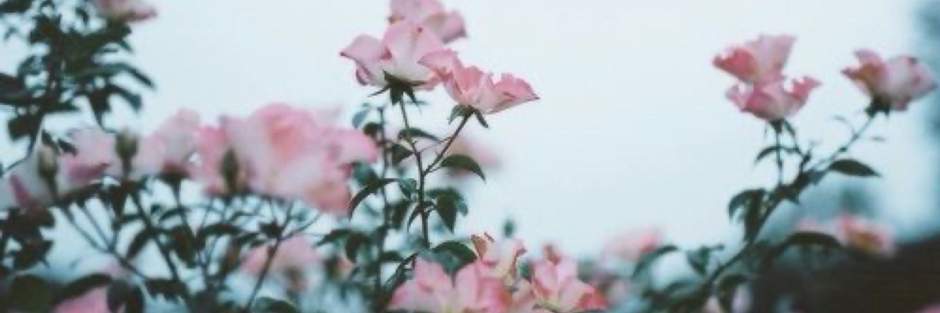 🦋