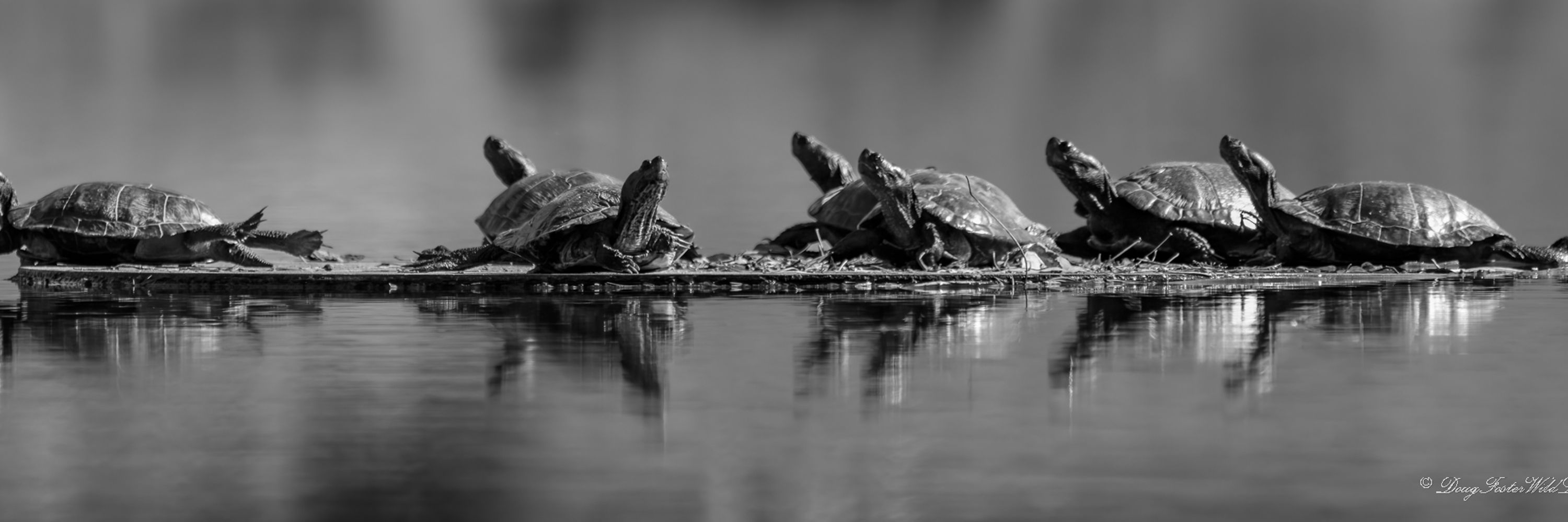 Doug Foster's WildLife