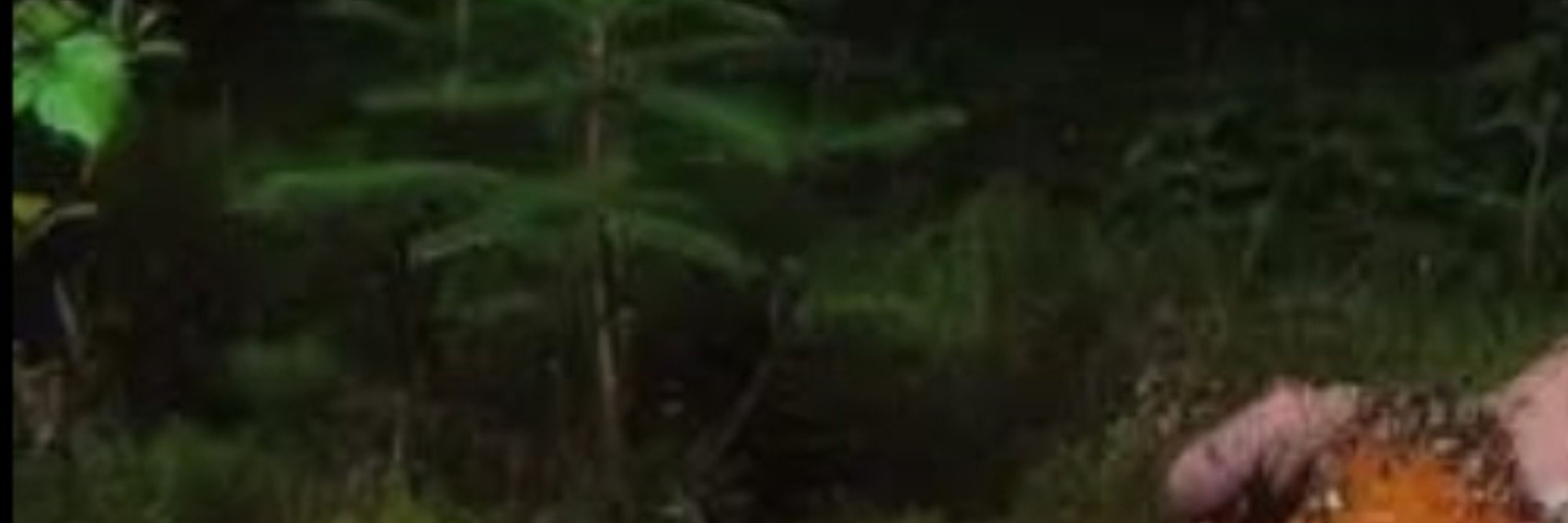 Canna Normal