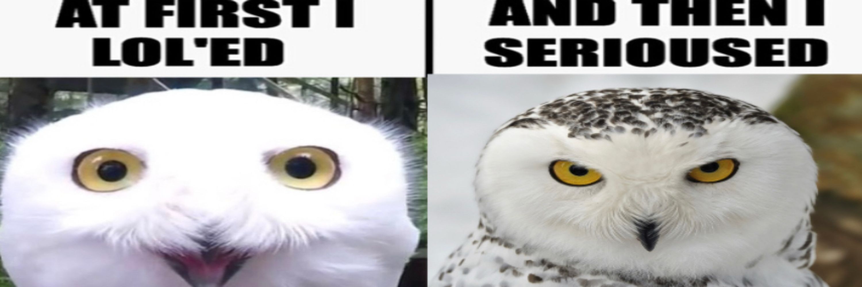 Daily OWL!!!! ❄️