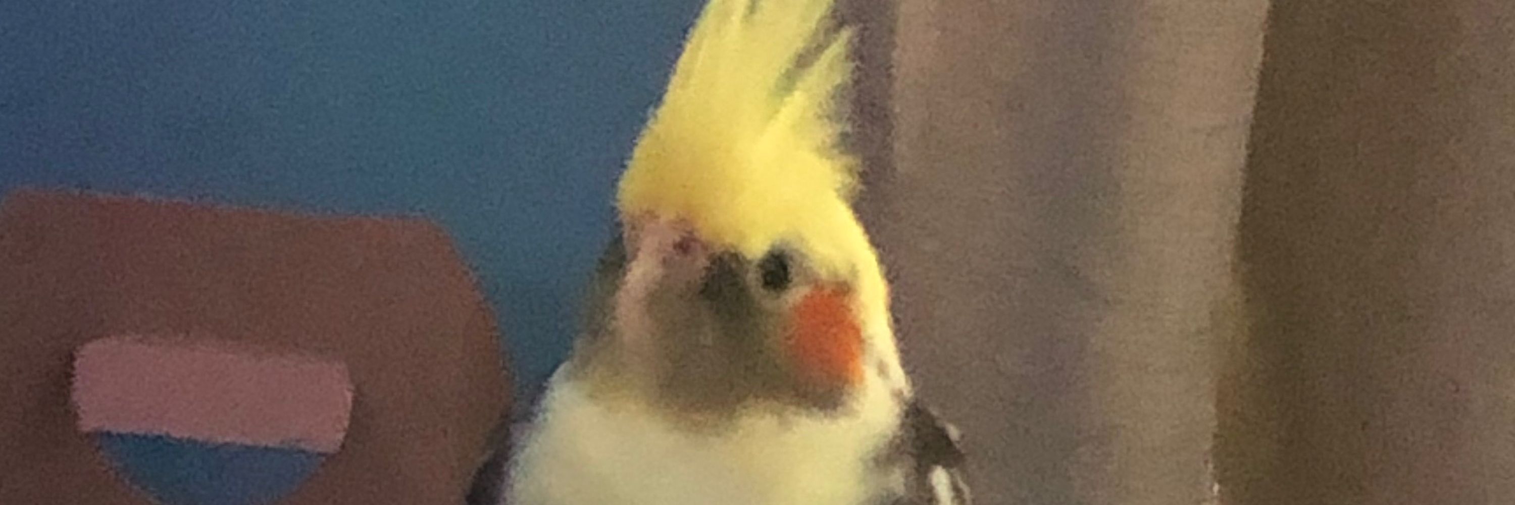 Birv