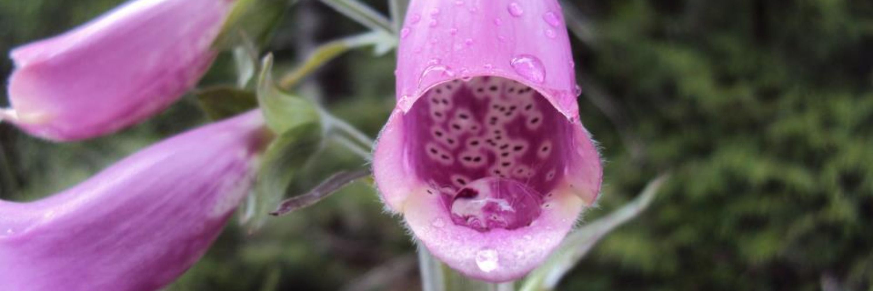 Thomas Foxglove