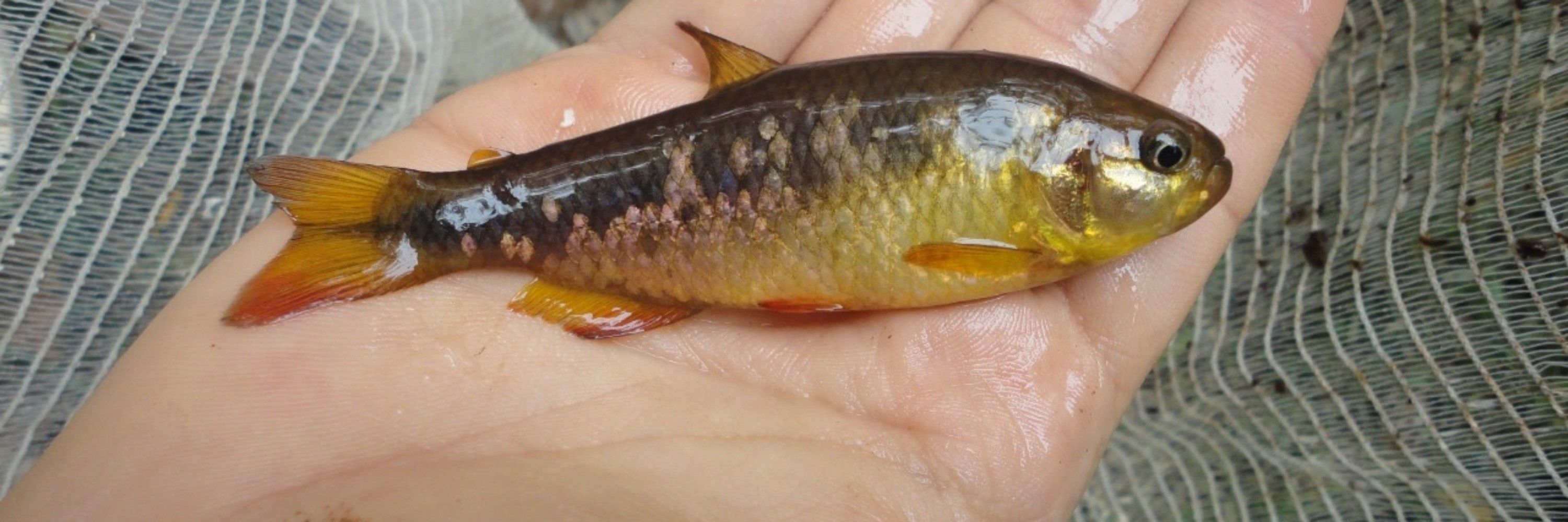 Igor Henrique Rodrigues Oliveira 🐟🧬