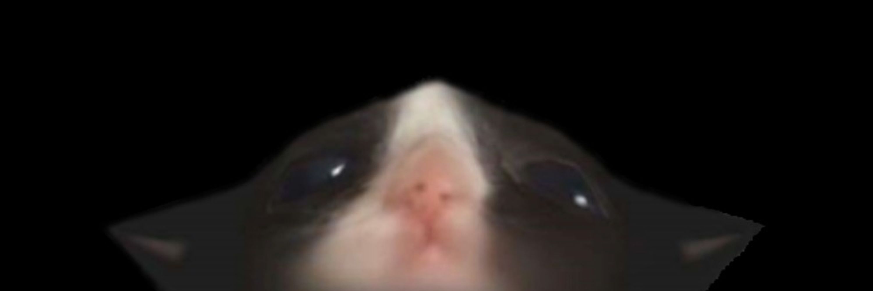 Tiny Bean Tim