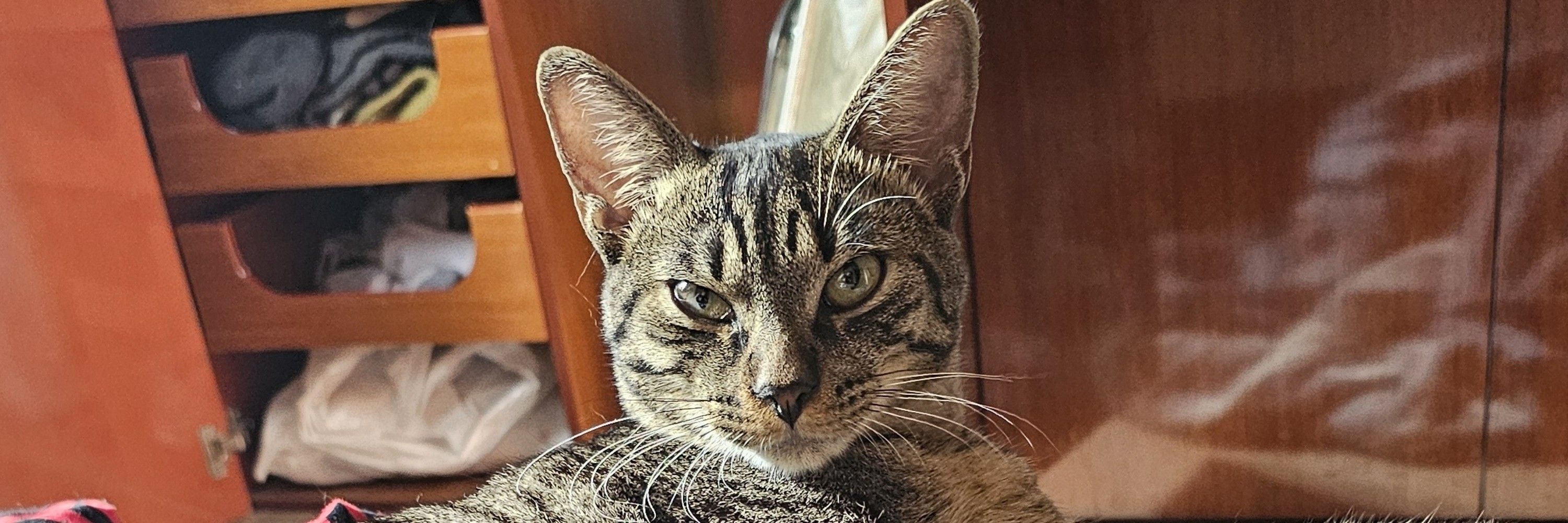 Rubito