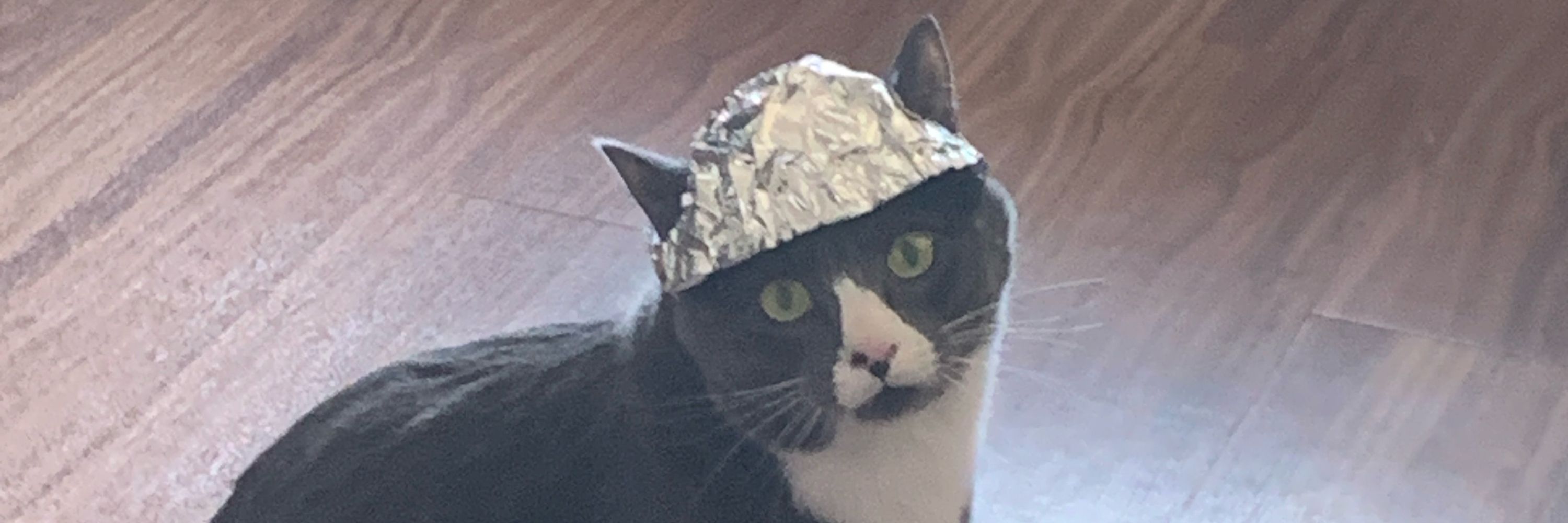 Sumo cat