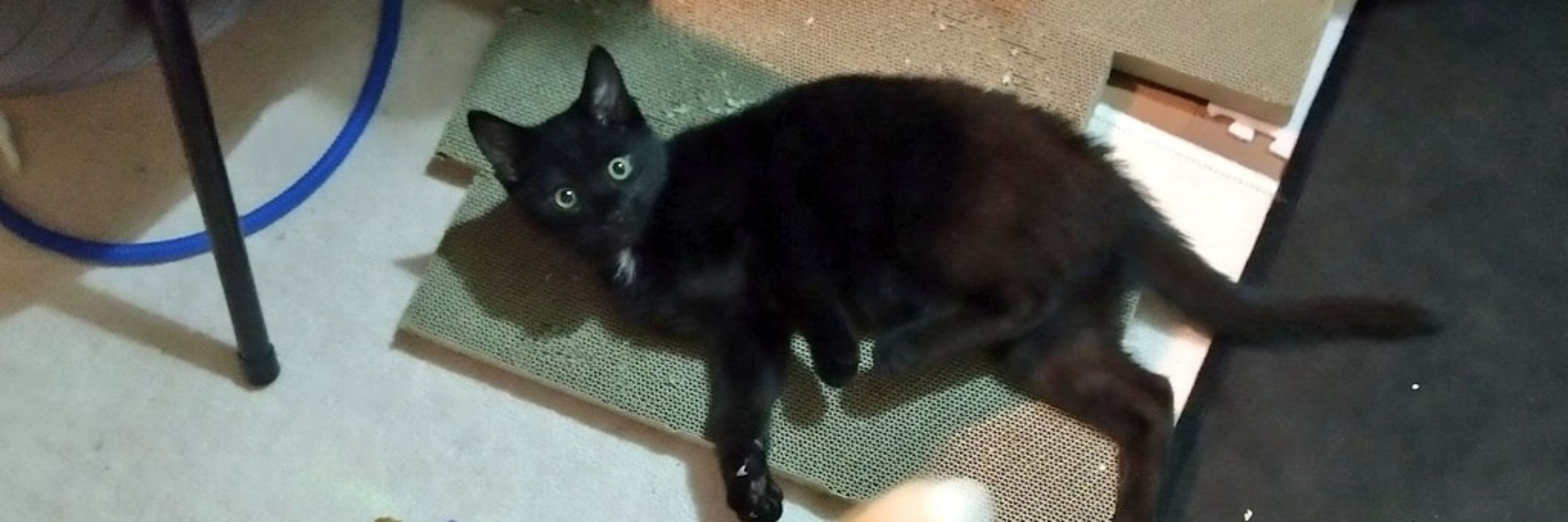 め