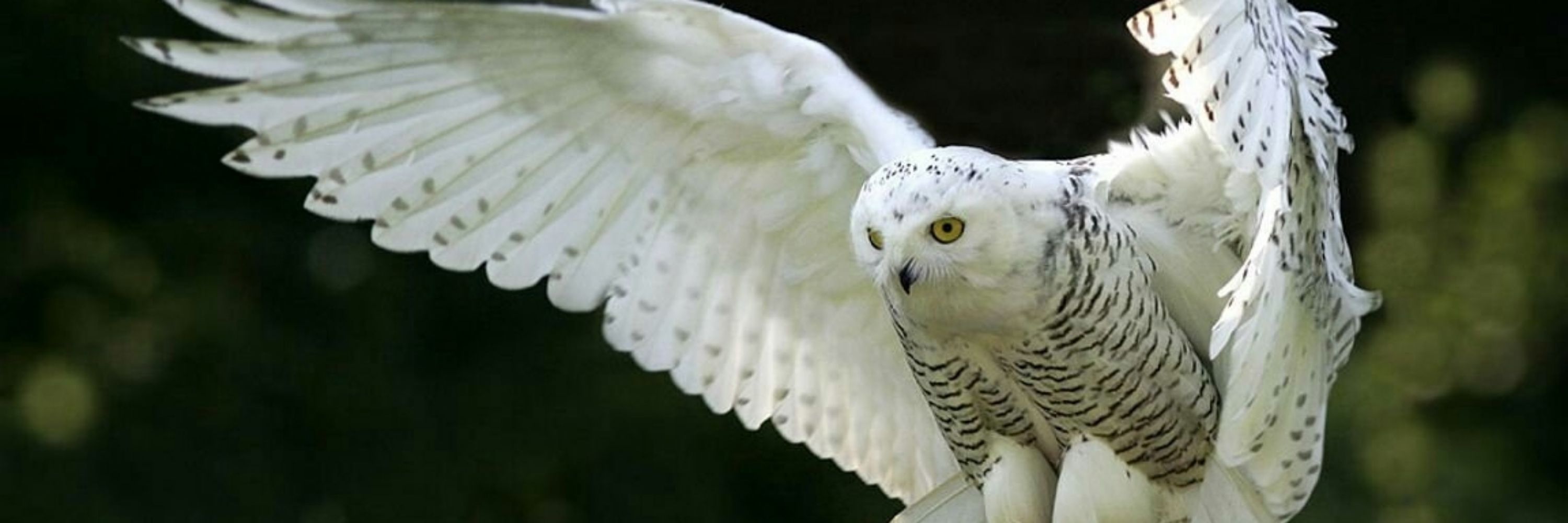 Corujão🦉