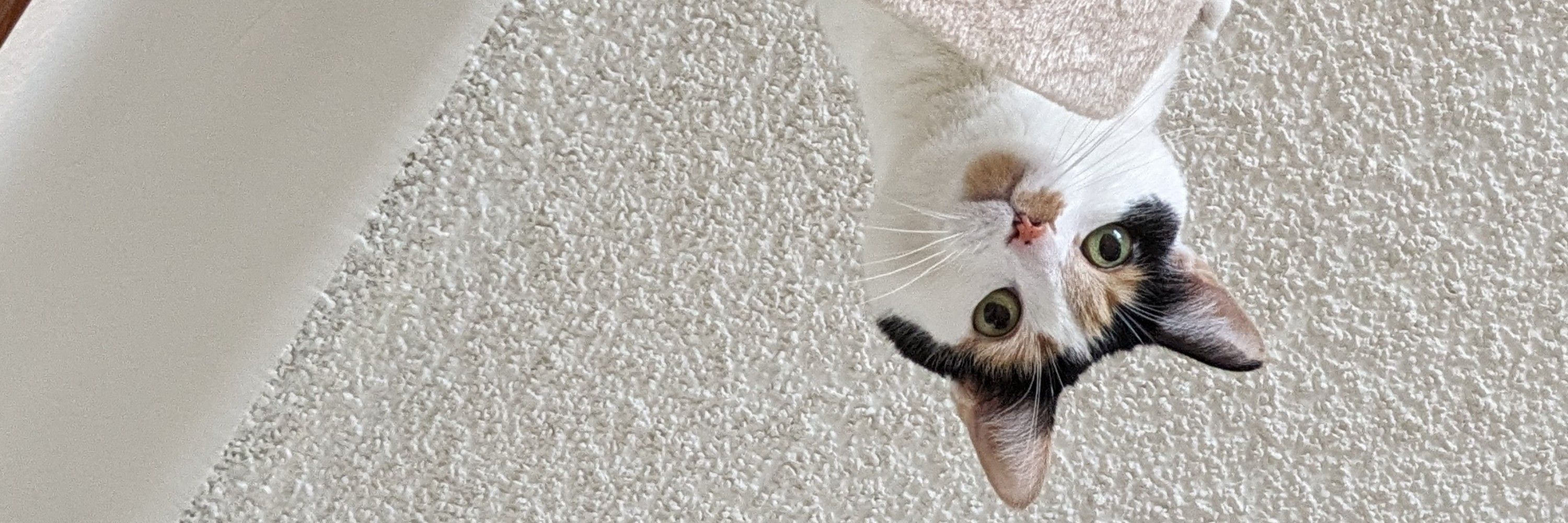 AJ