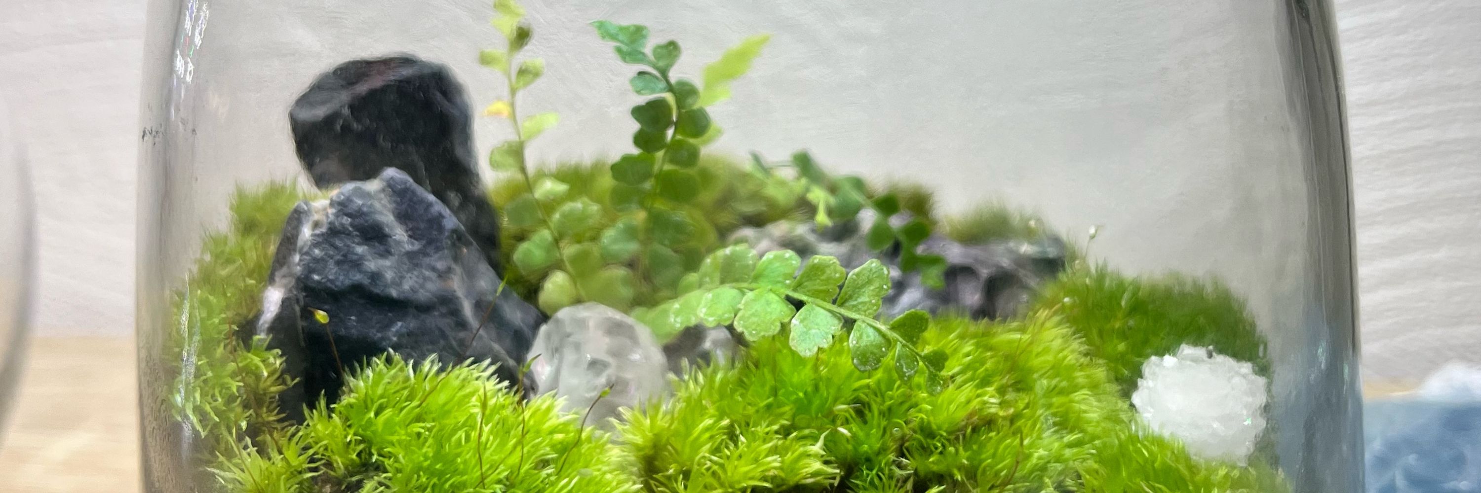 ぴよ