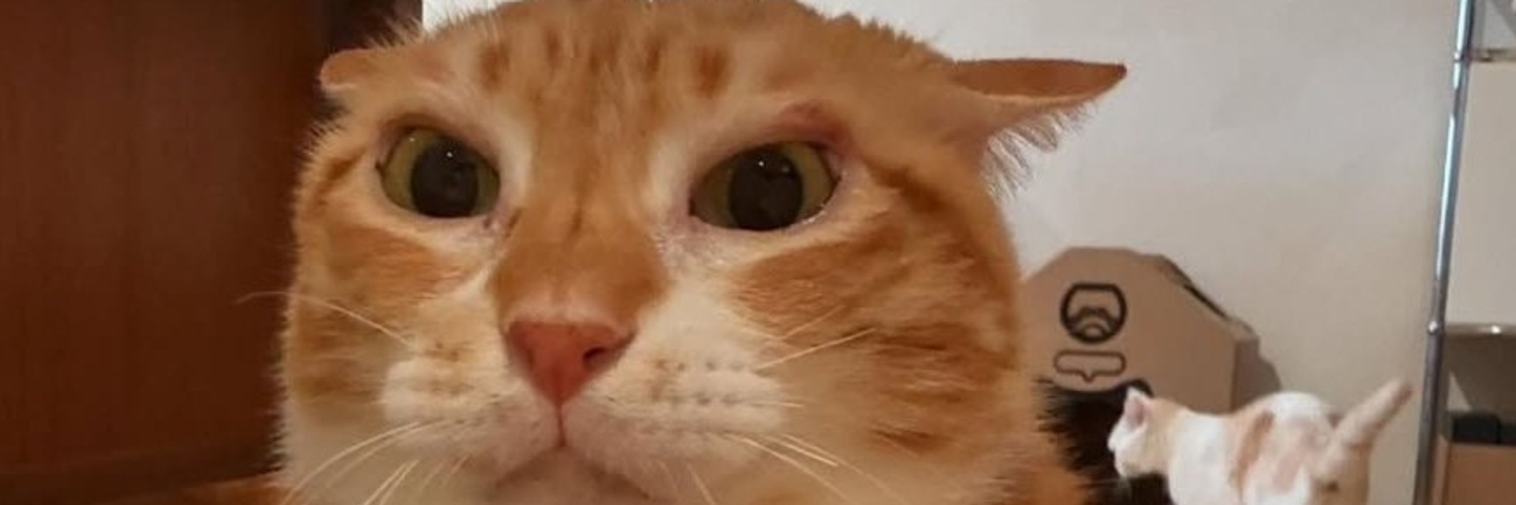kitter²