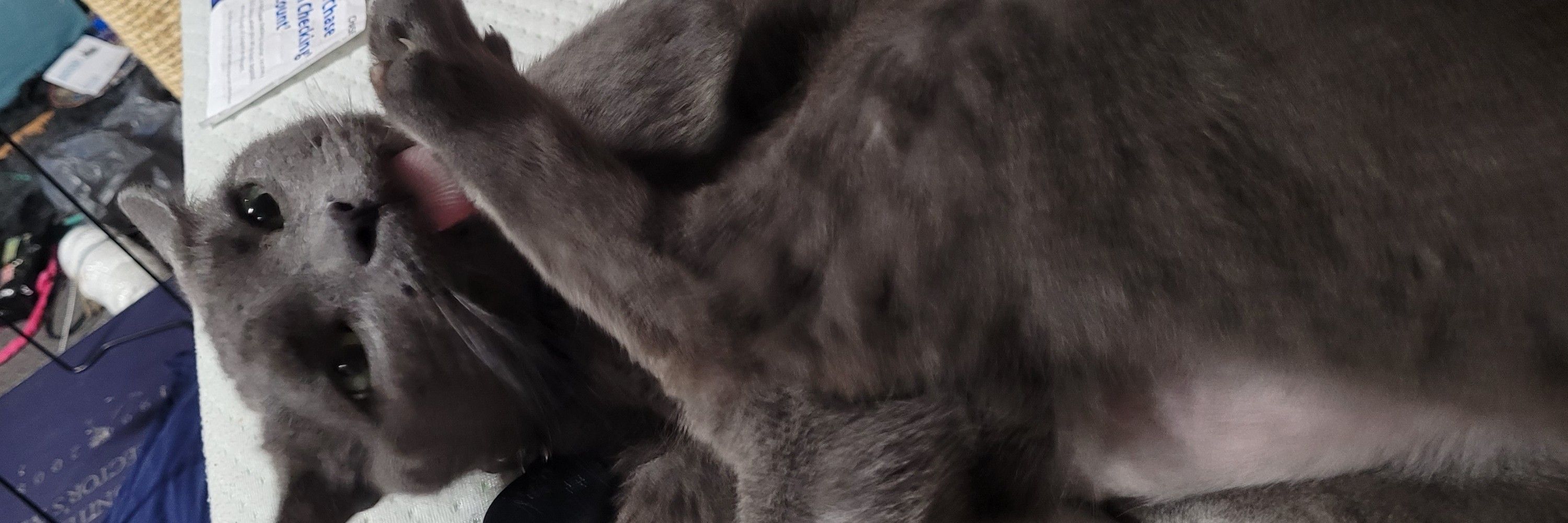 Bean