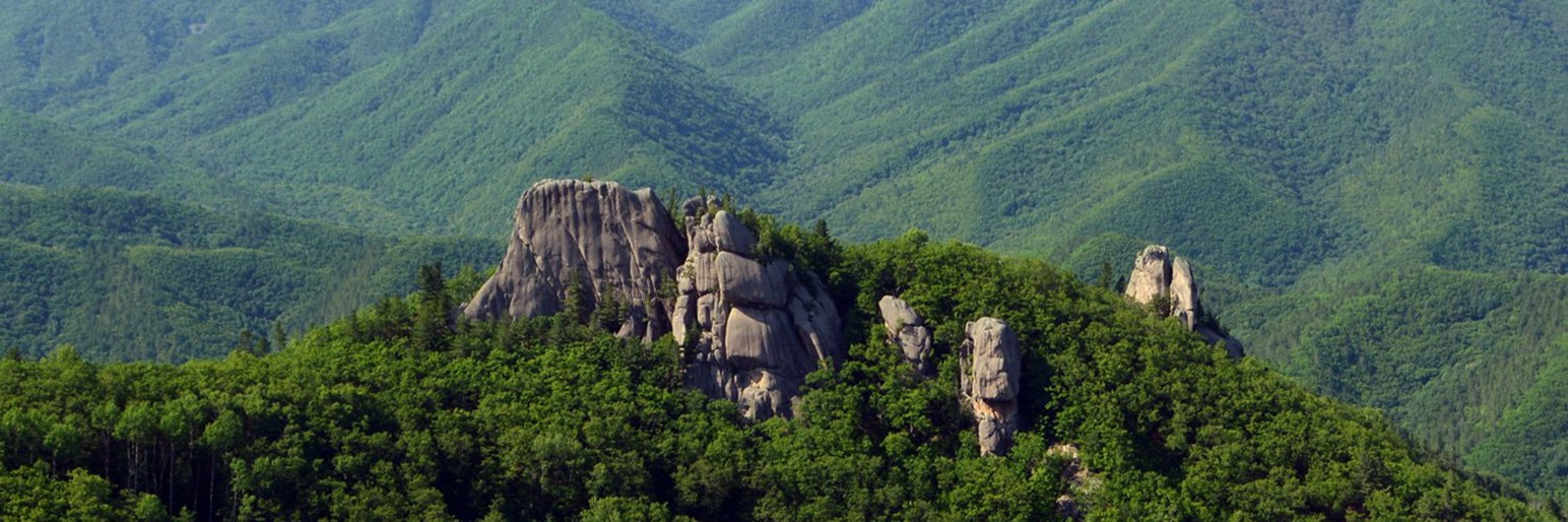 The International Association for Vegetation Science
