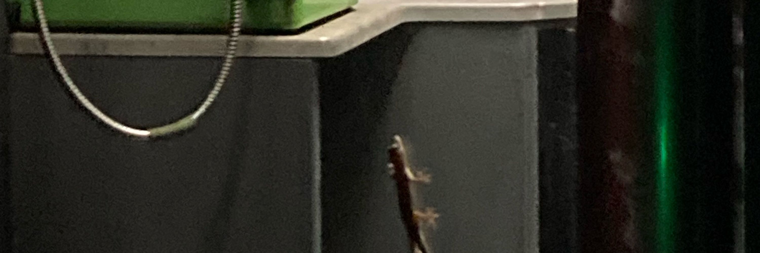 ひなた