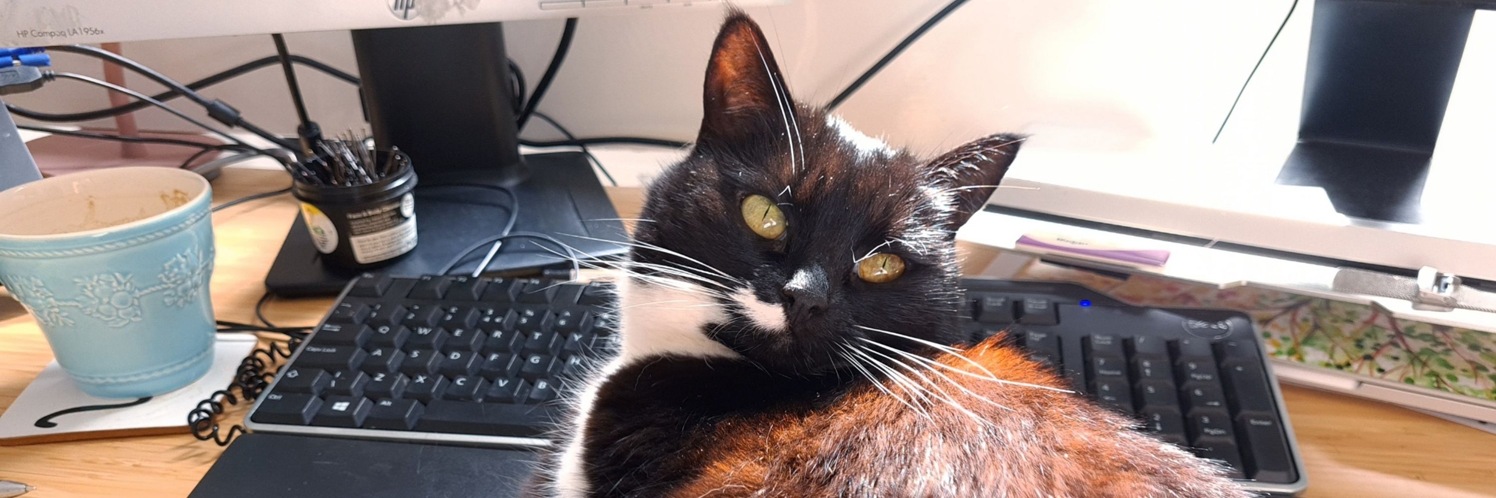 Meg