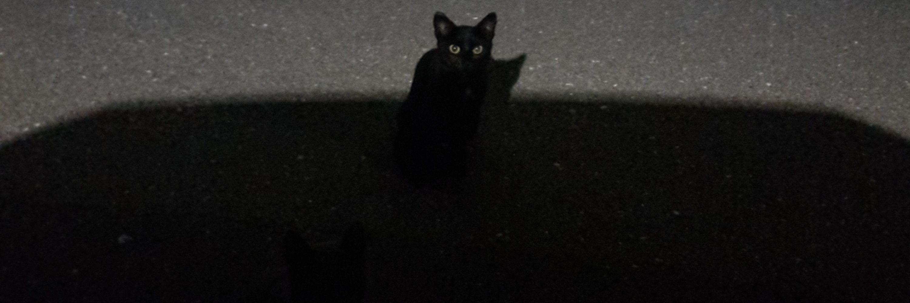Panther
